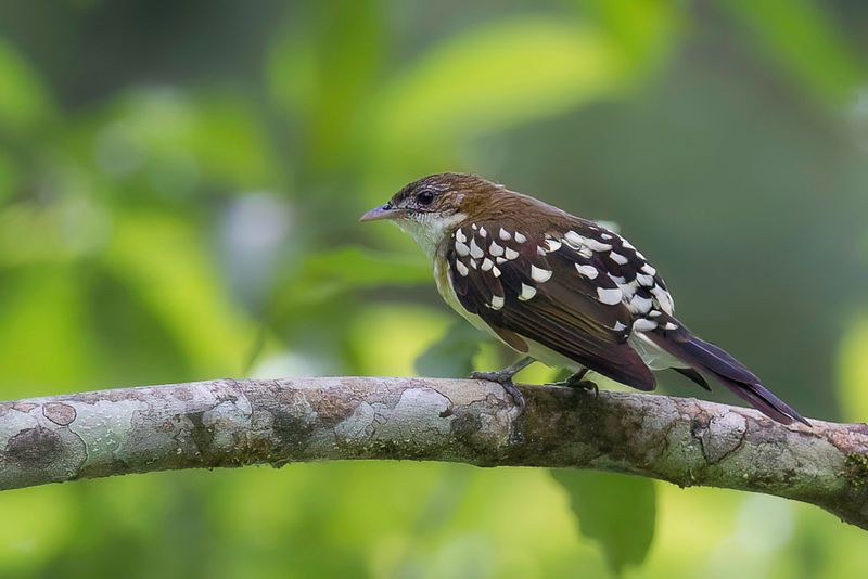 Spotted Greenbul