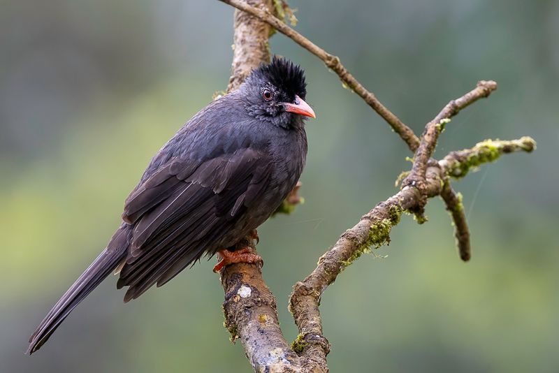 Square-tailed Bulbul