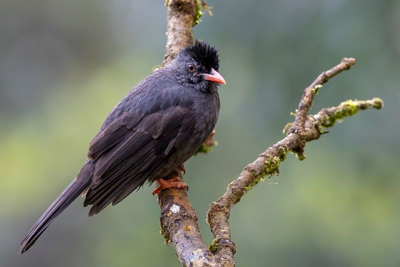 Square-tailed Bulbul