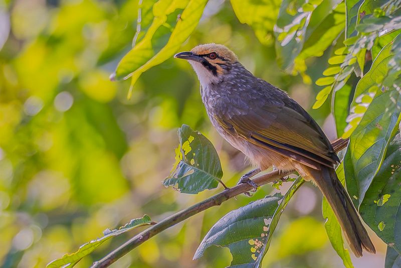 Straw-headed Bulbul