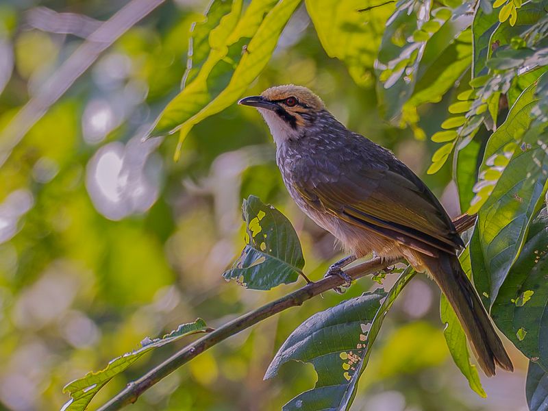 Straw-headed Bulbul