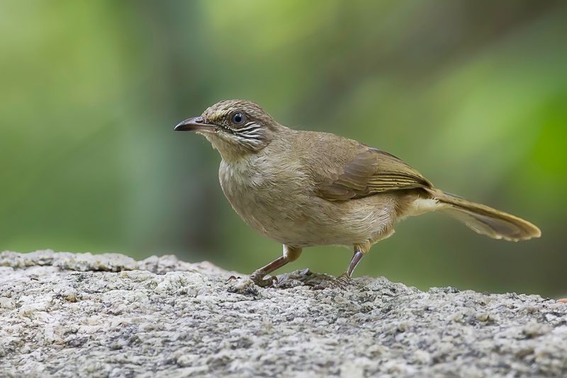 Streak-eared Bulbul