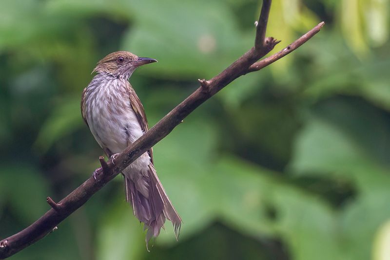 Streaked Bulbul