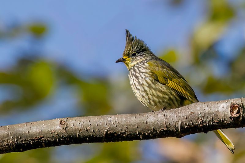 Striated Bulbul