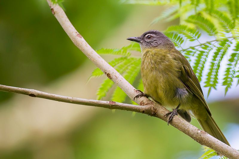 Stripe-cheeked Greenbul