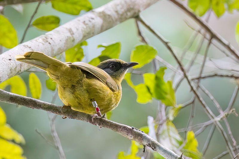 Olive-headed Greenbul