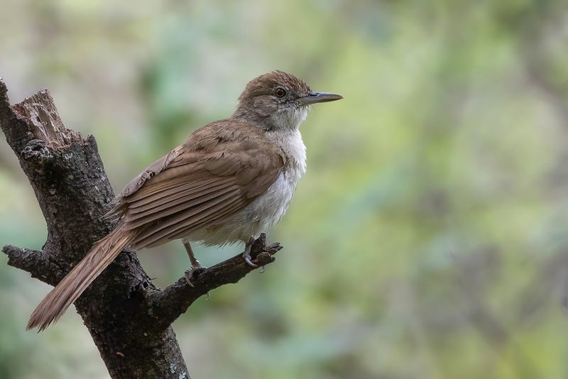 Terrestrial Brownbul