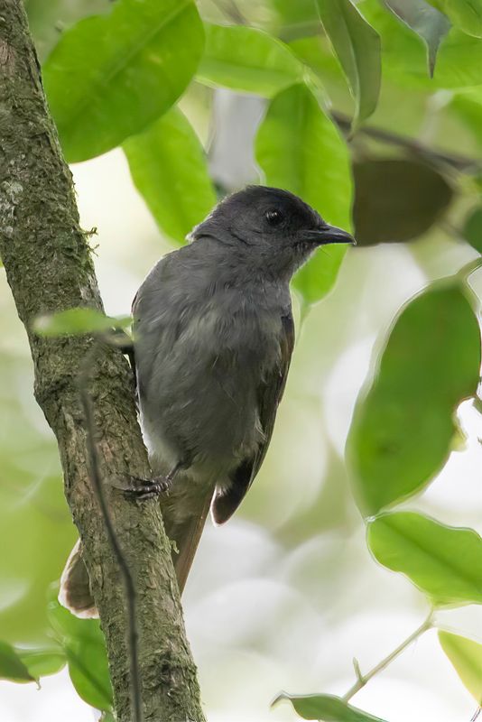 Uluguru Mountain Greenbul