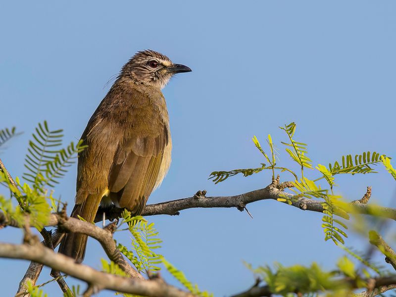 White-browed Bulbul