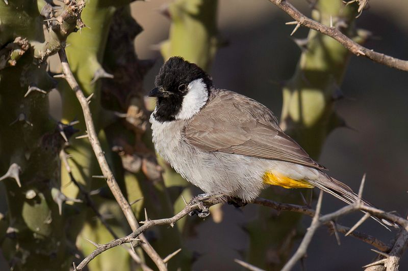 White-eared Bulbul