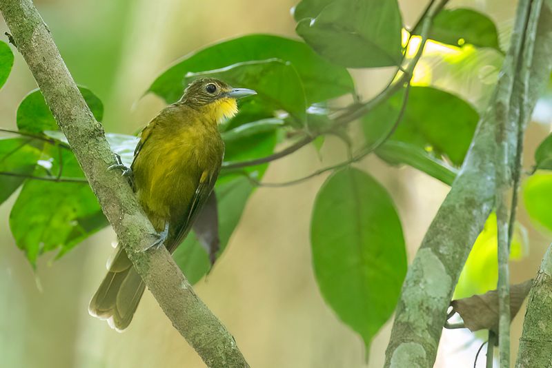 Yellow-bearded Greenbul