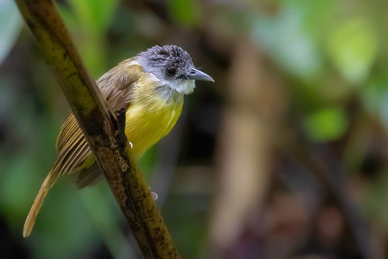 Yellow-bellied Bulbul