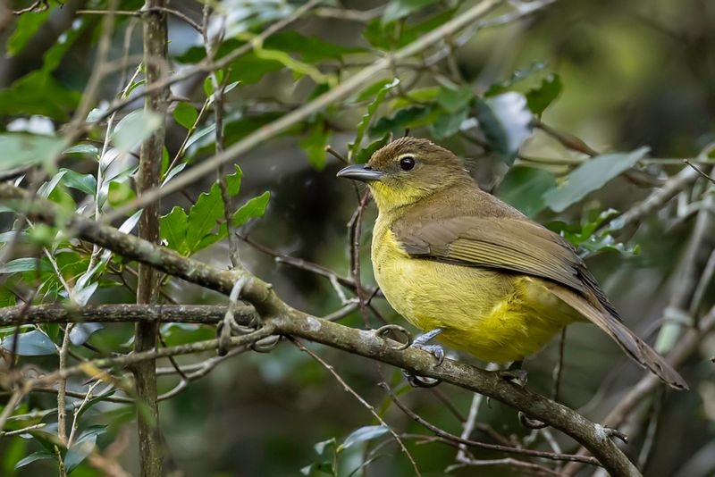 Yellow-bellied Greenbul