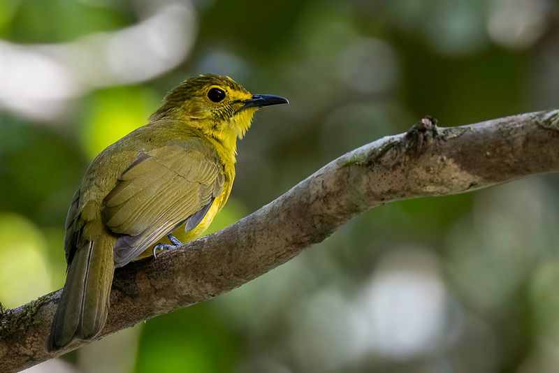 Yellow-browed Bulbul