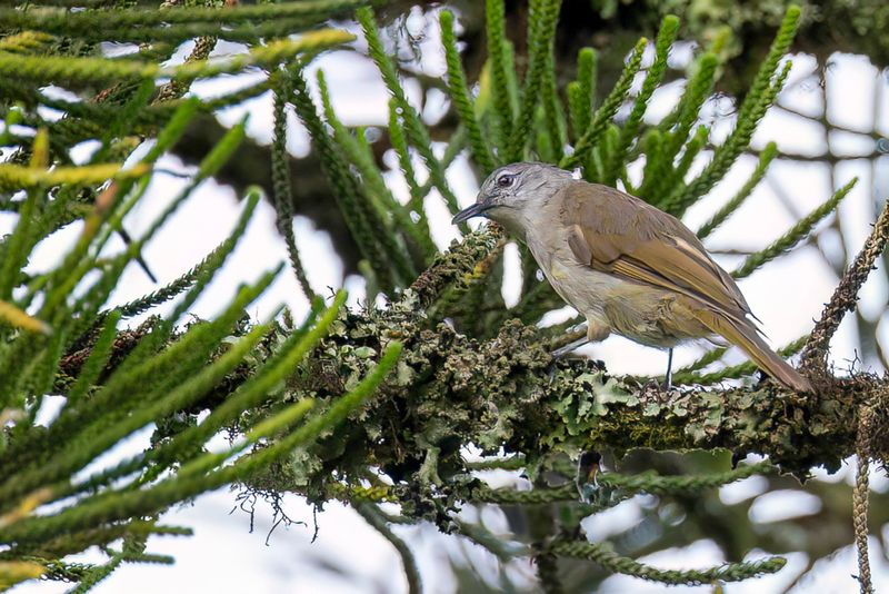 Yellow-streaked Greenbul