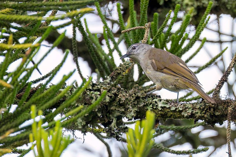 Yellow-streaked Greenbul