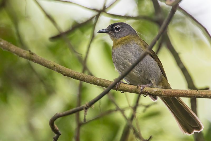 Yellow-throated Mountain Greenbul