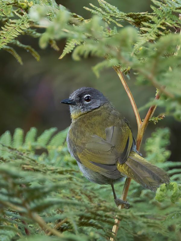 Yellow-throated Mountain Greenbul