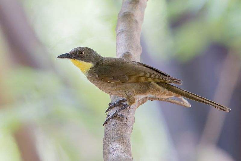 Yellow-gorgeted Greenbul