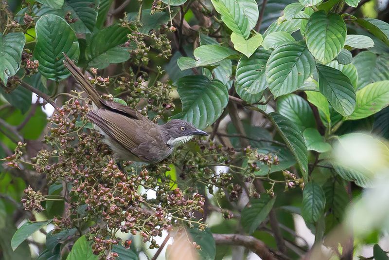 Pale-throated Greenbul