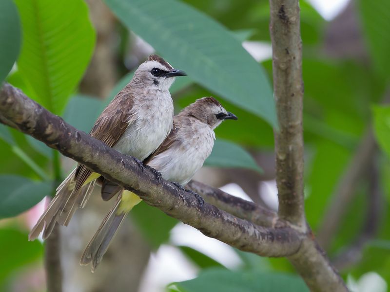 Yellow-vented Bulbul
