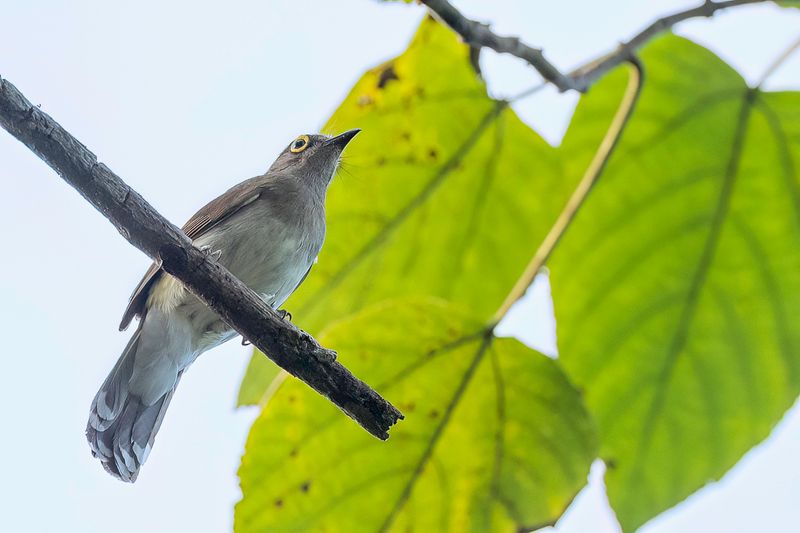 Yellow-wattled Bulbul