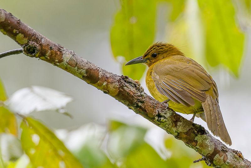 Yellowish Bulbul