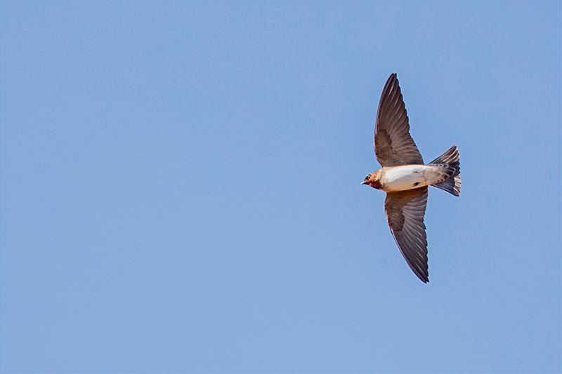American Cliff Swallow