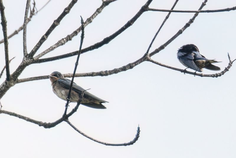 Angola Swallow