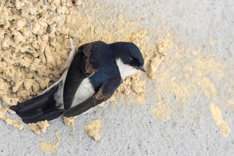 Asian House Martin