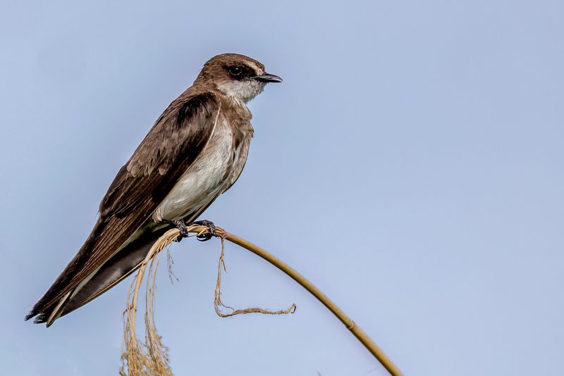 Banded Martin