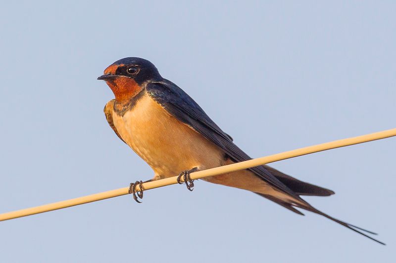 Barn Swallow