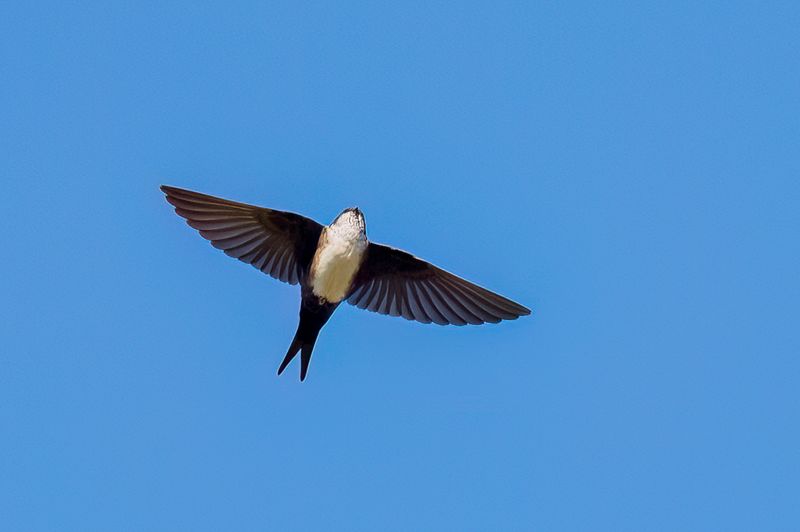 Black-capped Swallow
