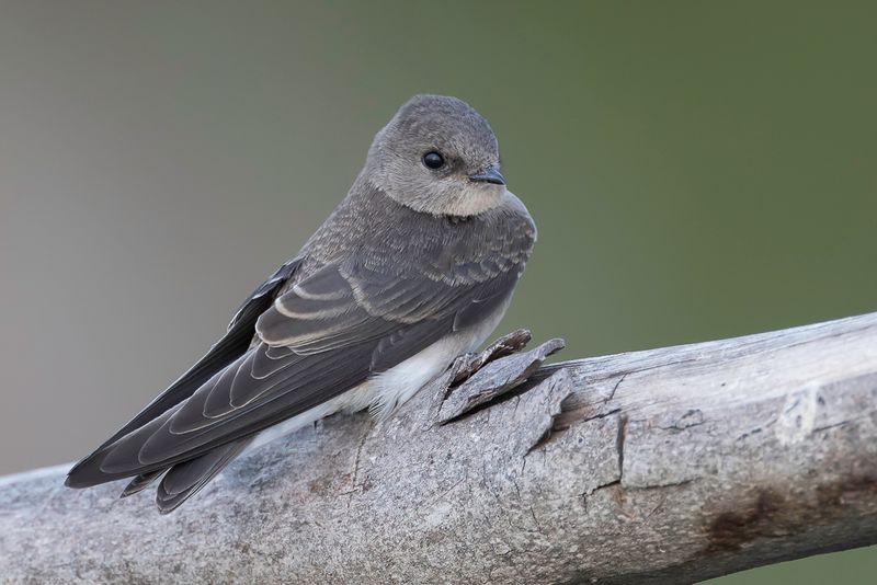 Brown-throated Martin