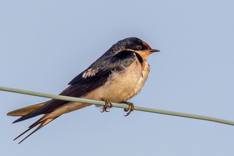 Ethiopian Swallow