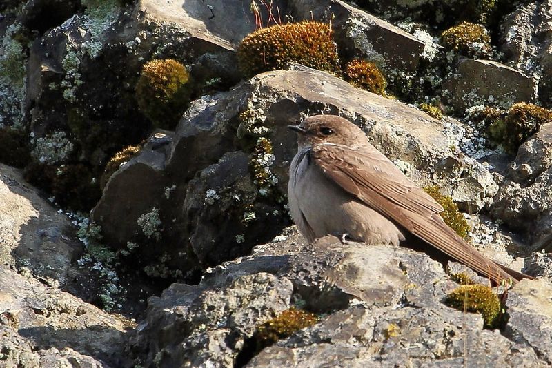 Eurasian Crag Martin