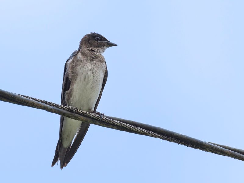 Grey-breasted Martin
