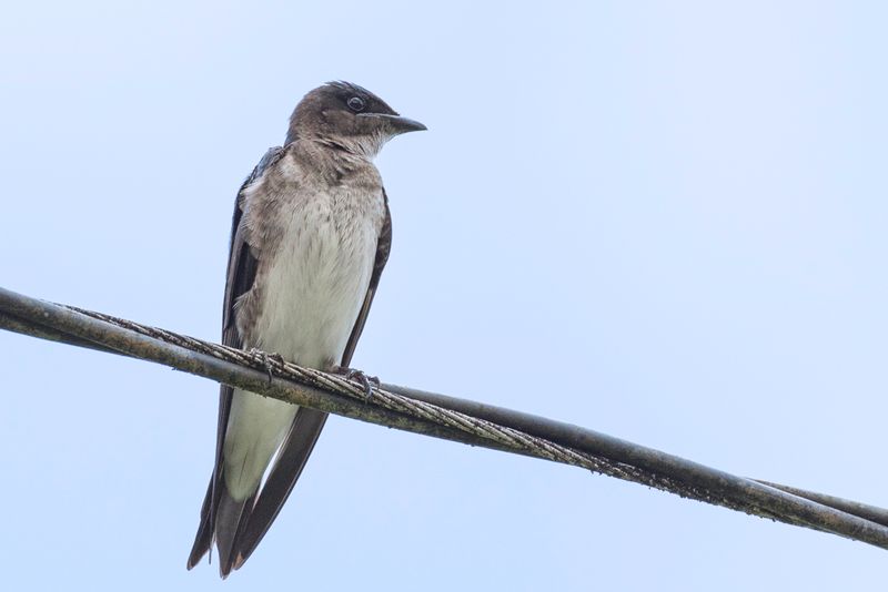 Grey-breasted Martin