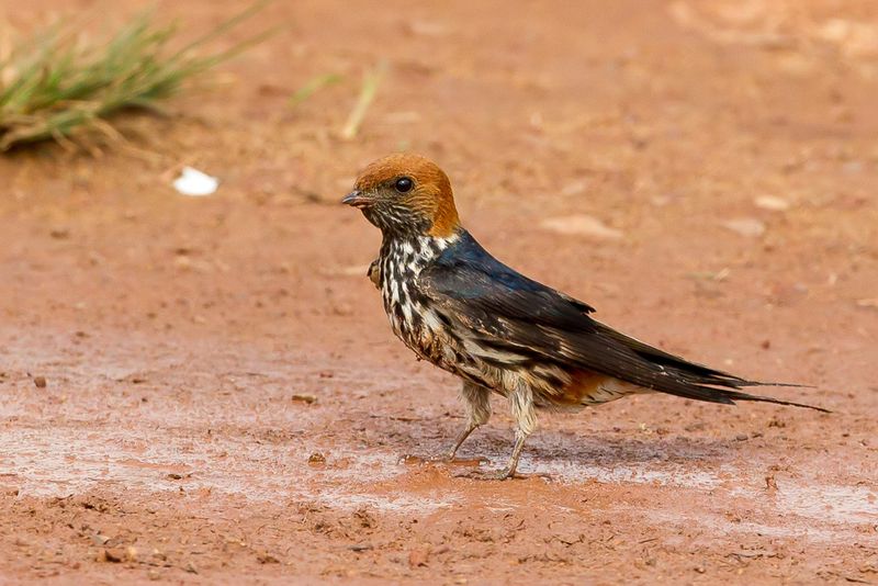 Lesser Striped Swallow