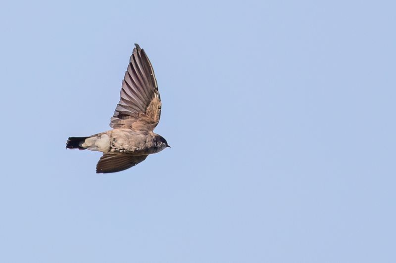 Madagascar Martin