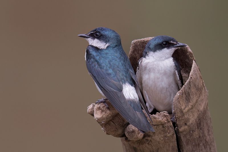 Mangrove Swallow