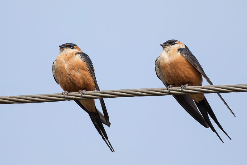 Mosque Swallow