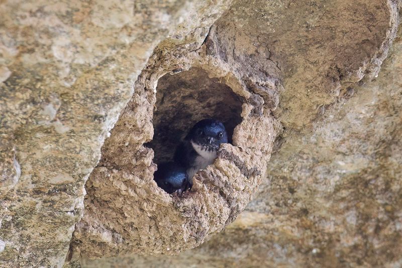 Nepal House Martin