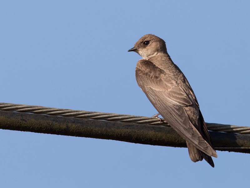 Northern Rough-winged Swallow