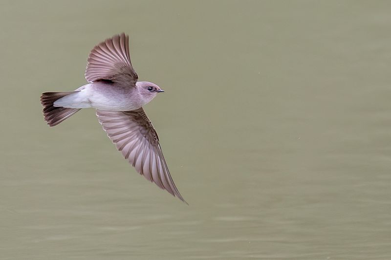 Northern Rough-winged Swallow