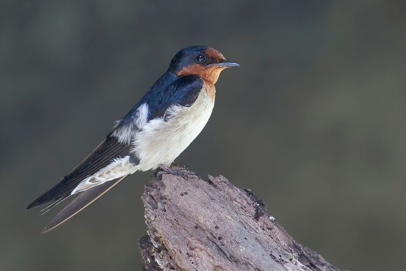 Pacific Swallow