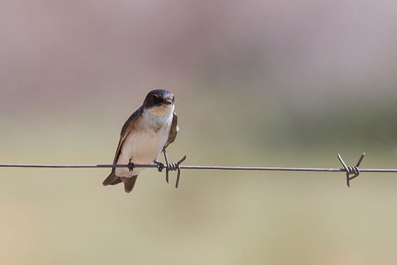 Pearl-breasted Swallow
