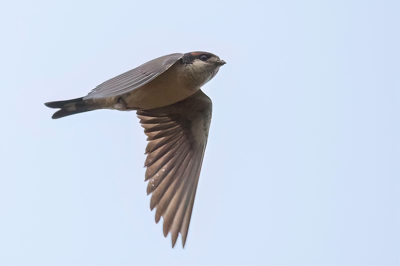 Preuss's Cliff Swallow