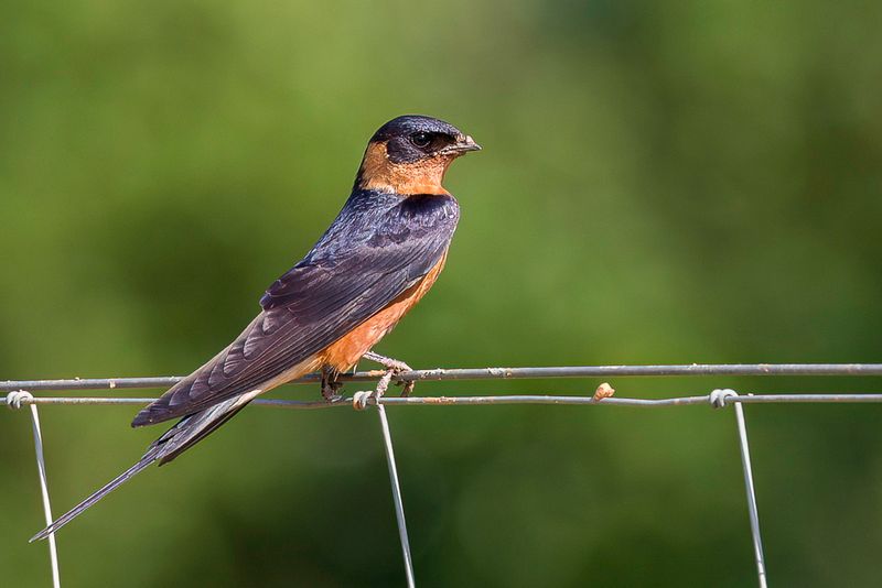 Red-breasted Swallow