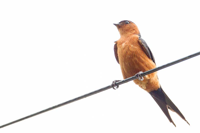 Rufous-bellied Swallow